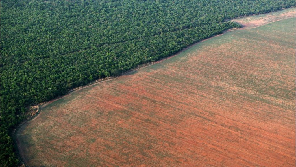 Regenwald, Steaks und eine Entschuldigung – Brasilien wählt
